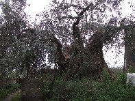 Ulivo di Motta